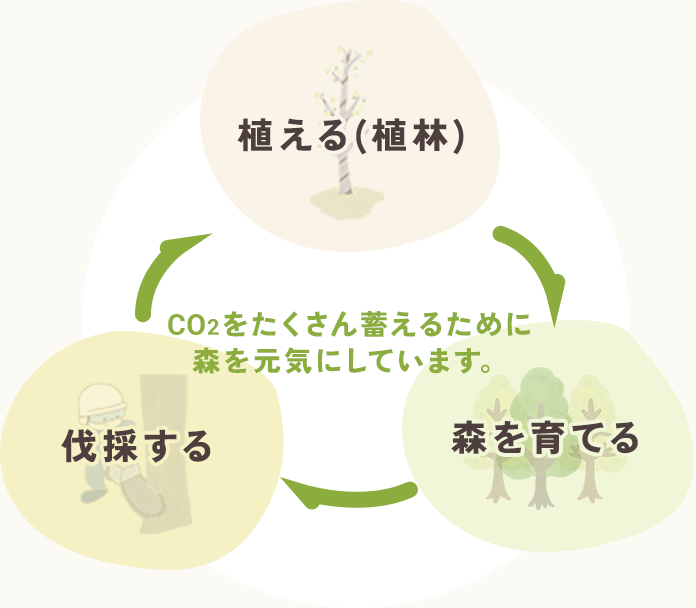 植える(植林)伐採する森を育てるCO2をたくさん蓄えるために森を元気にしています。
