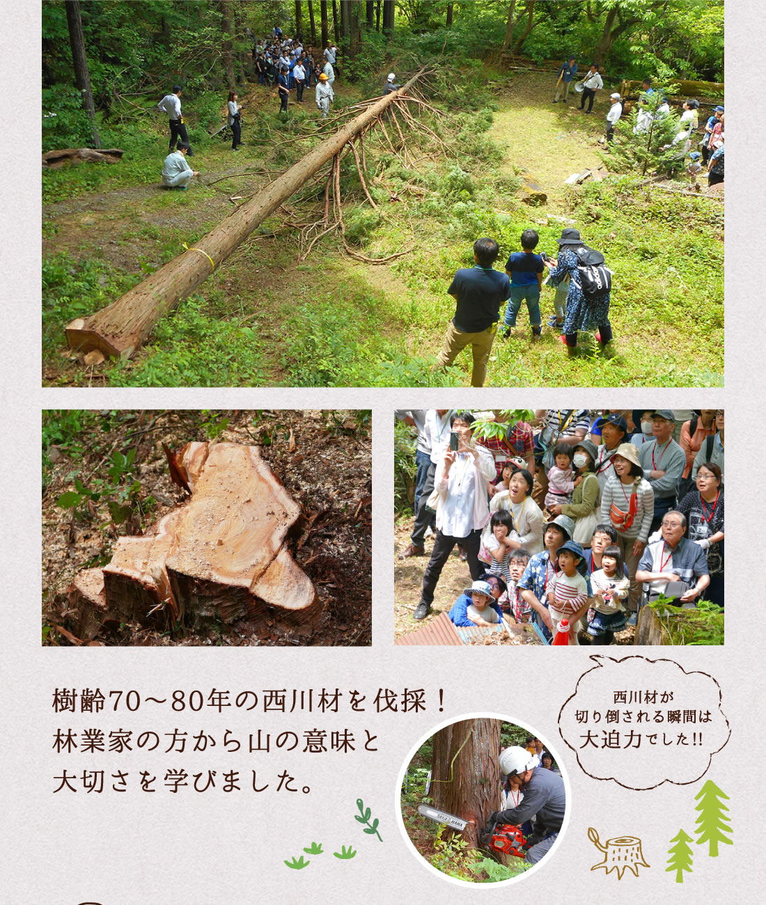 樹齢70〜80年の西川材を伐採！林業家の方から山の意味と大切さを学びました。