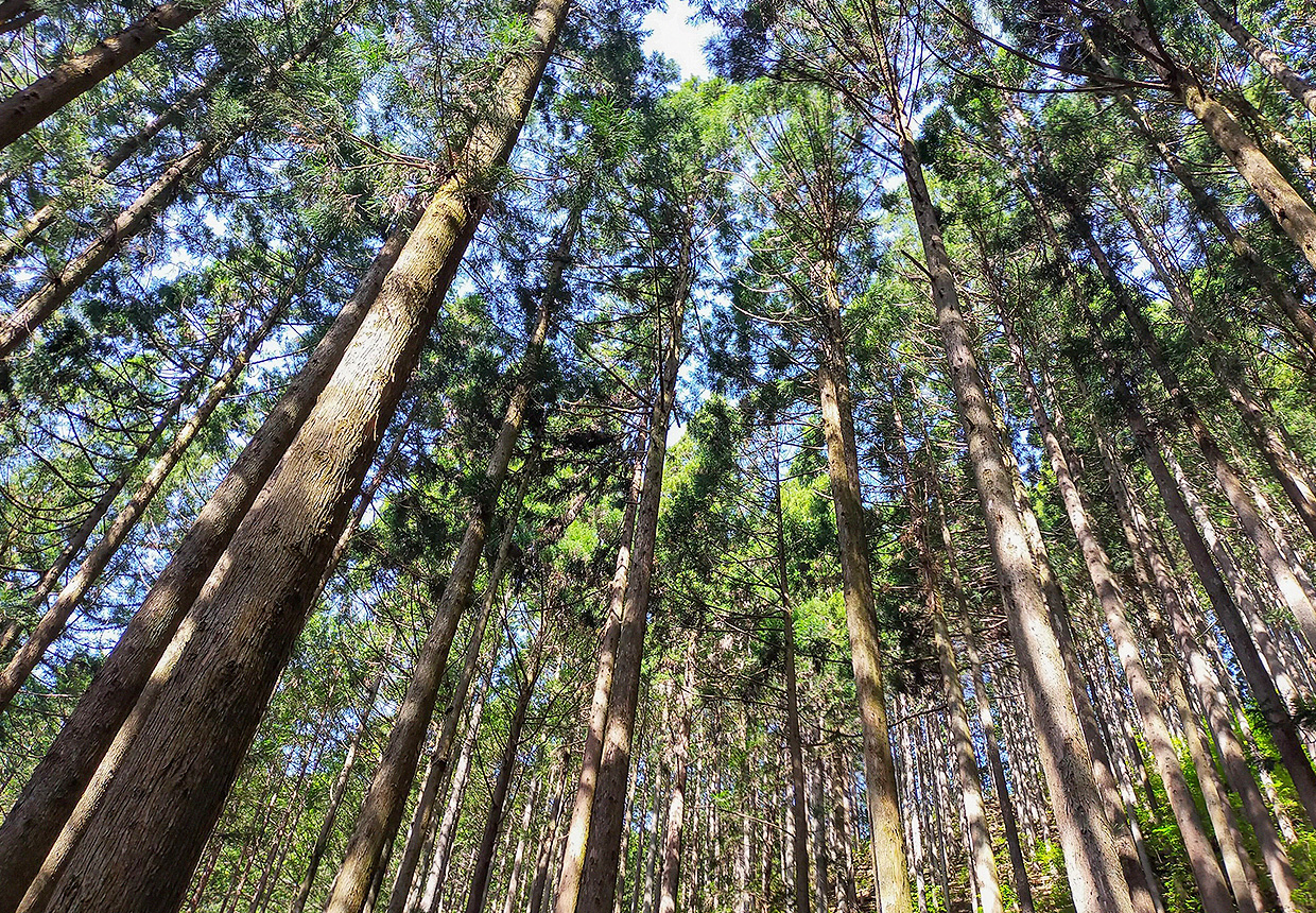 その⼟地で育った⽊はその⼟地の家に合う