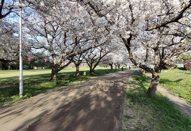 今年はベストタイミング！桜満開の入学シーズン