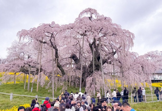 日本三大桜の絶景を求めて福島へ