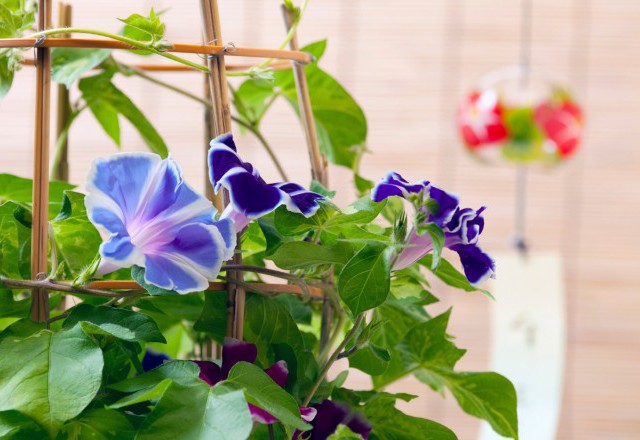 アサガオだけじゃない？時間ごとに咲く花たち。