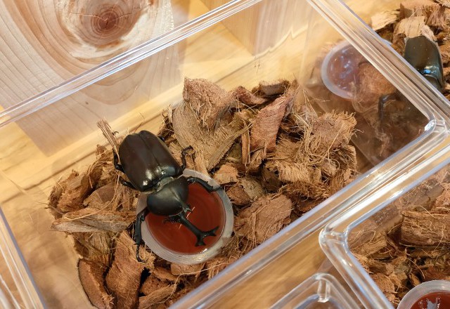 今年も始まります！カブトムシが待つモデルハウスへ